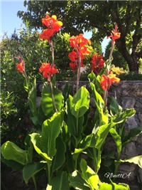 a89085b3-20160704 RI kane.jpg